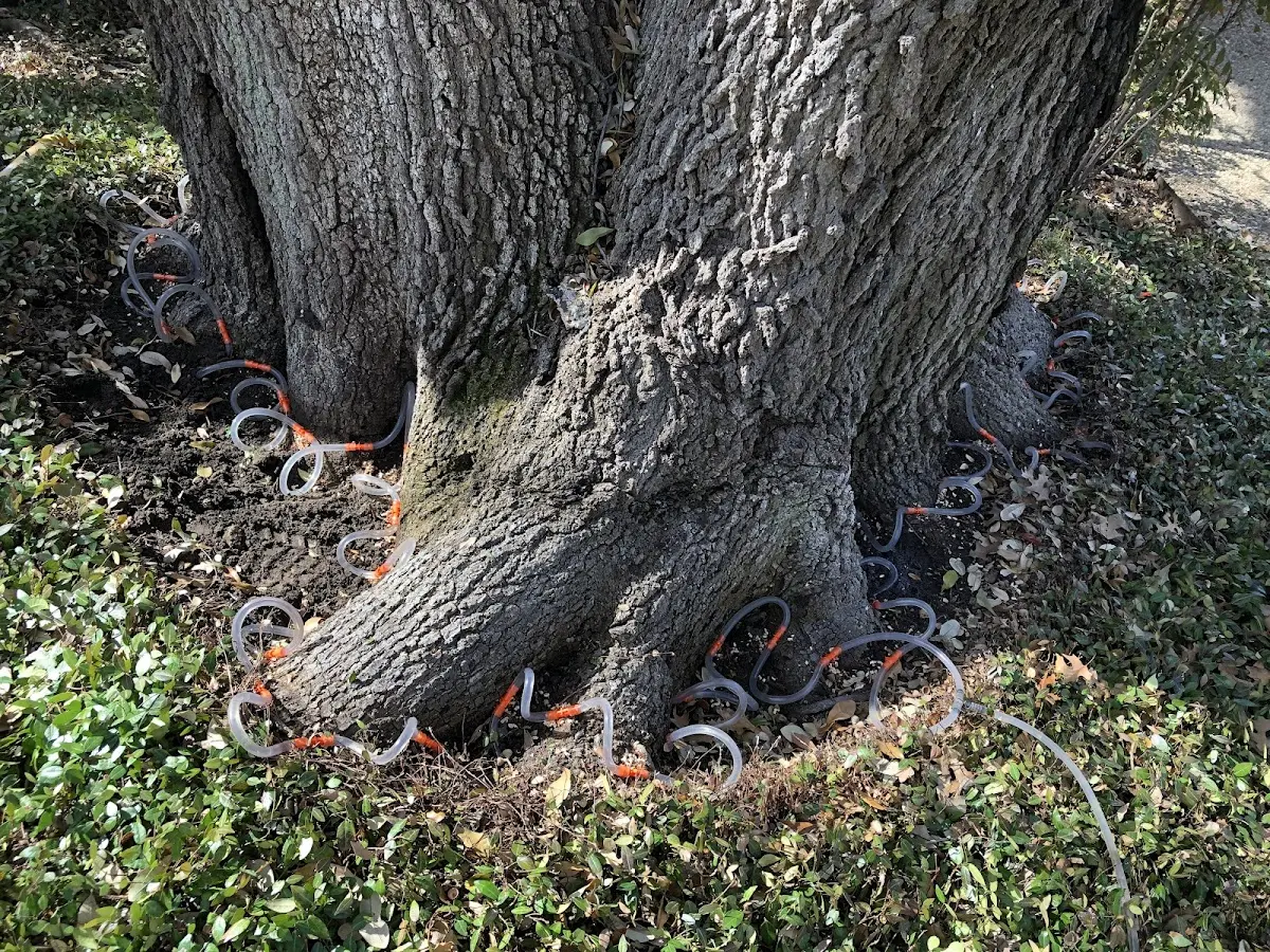 Detailed Tree Cabling and Bracing job site in Basalt